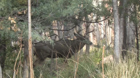 Mule Deer Buck  in Rut Courts Doe in Thick Trees Stock Footage 48919211
