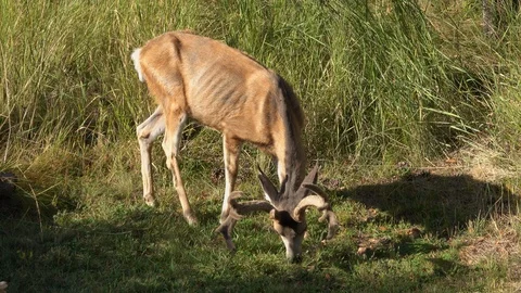 Mule Deer Buck Sick with CWD that died 4 days later- 4K Stock Footage 119081050