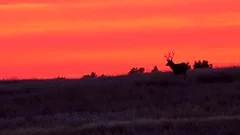 Mule Deer Sunset Stock Photo