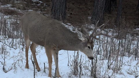 Mule deer buck smelling branches for deer activity-4 then going away. Stock Footage 171484877