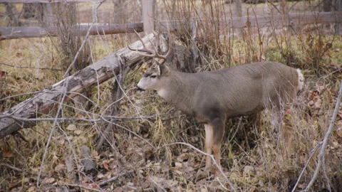 Mule deer buck sneaks down a bank of fallen leaves Stock Footage 171304393