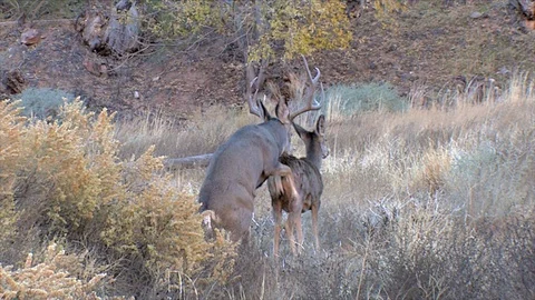 Mule Deer Buck Sniffs a Doe and Tries to Mount Her Stock Footage 117660835