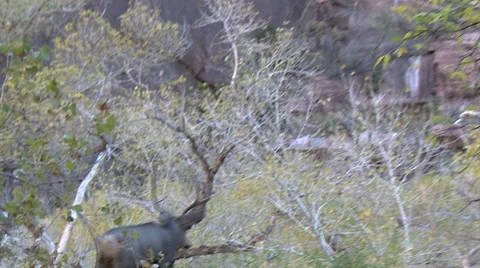 A Mule Deer Buck Trots in Woods Stock Footage 49638337