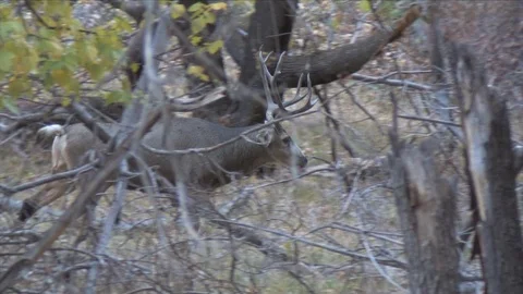 Mule Deer Buck Walking Fast Through Heavy Cover Stock Footage 117761898