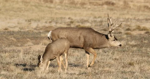Mule Deer buck walking Stock Footage 100044371