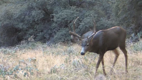 Mule Deer buck Walking in the Open Stock Footage 112034619
