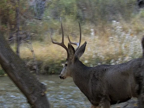 Mule Deer Buck Walks by With Small River in Background, w/ audio Stock Footage 73544719