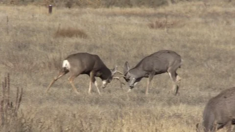 Mule Deer Bucks Fighting Vídeos de archivo 120032065