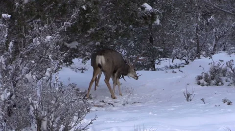 Mule Deer Bucks fighting in Snow Vídeos de archivo 47703469