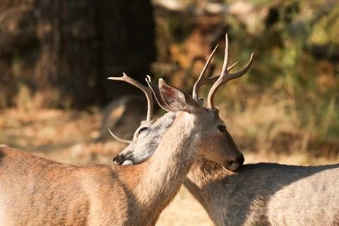 Mule deer bucks Stock Photos