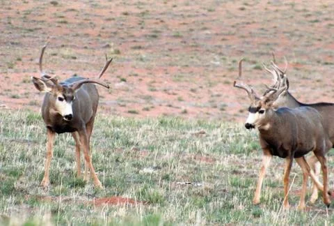 Mule deer bucks Foto stock