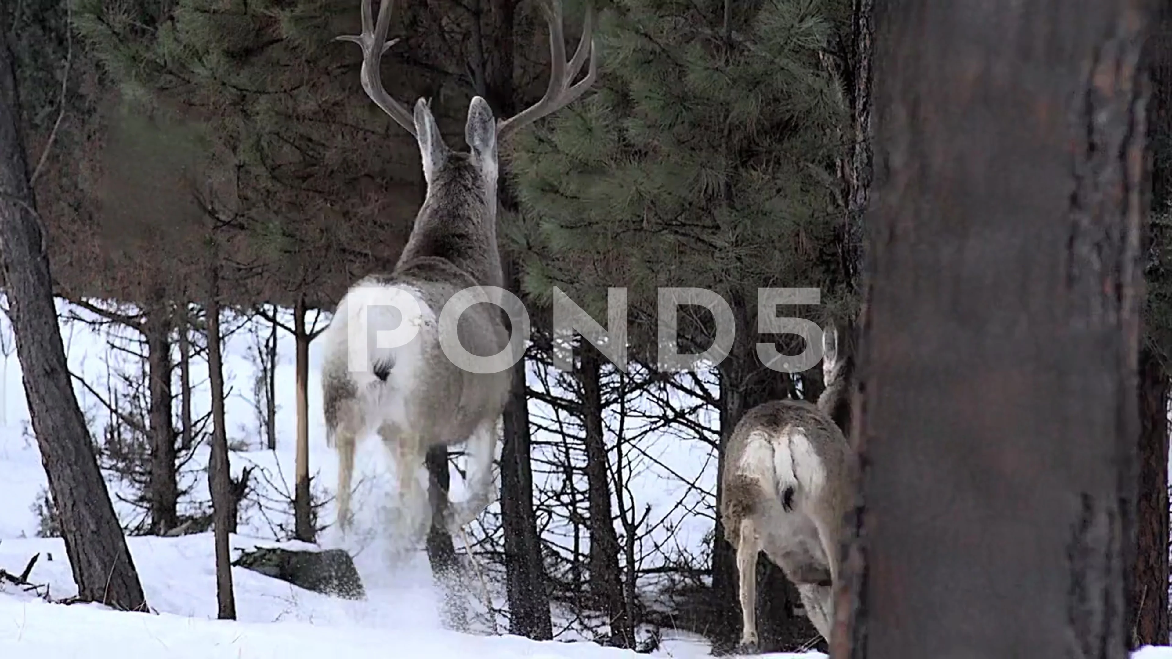 Mule Deer Bucks Spooked and Running Stock Video Pond5 - Main Image