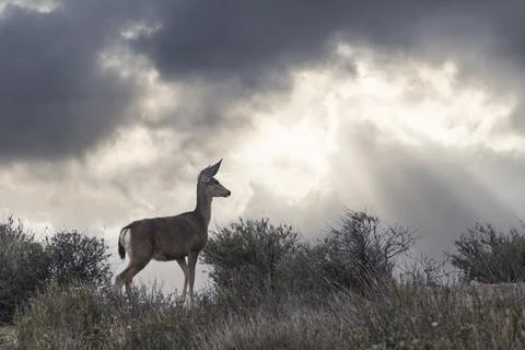 Mule Deer with Clearing Storm Stock Photos