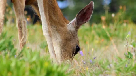 Mule deer close up Stock-Footage 32451006