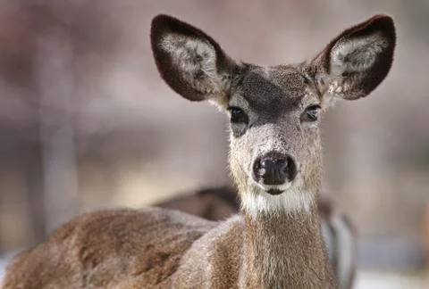 Mule Deer Close up Stock Photos