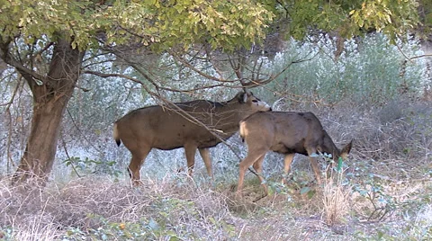 Mule Deer Courtship Behavior in Riparian Habitat Stock Footage 49637316