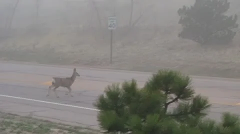 Mule deer crossing the road 1 Stock Footage