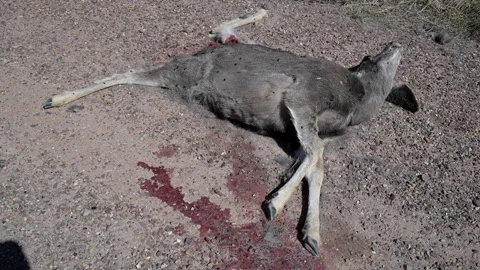 Mule deer dead, killed in highway accident, on roadside, 4k Stock Footage 276511413