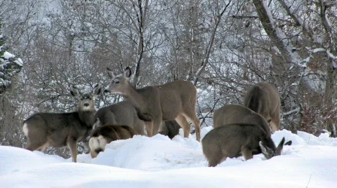 Mule Deer in deep snow HD Stock Footage 95981