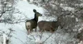 Mule Deer in deep snow oak brush HD HD Footage