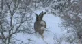 Mule Deer in deep snow walking in oak brush HD HD Footage