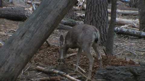 Mule Deer digging in the dirt at Yosemite National Park 스톡 동영상 37585701