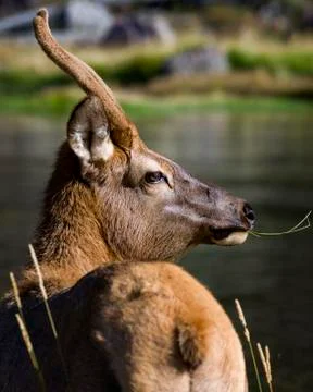 Mule Deer Dining on Grass Foto stock