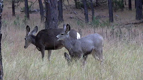 A Mule Deer Doe and Her Two Fawns Feed in a Grassy Meadow Stock Footage 49950413