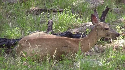 Mule deer doe bedded down in grass Stock Footage 78684648