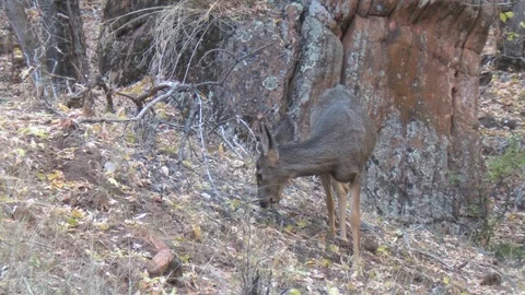 Mule deer doe browses and walks in scrub oak habitat Stock Footage 112035096