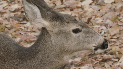 Mule deer doe chewing its cud, closeup, 4k Stock Footage 171304286