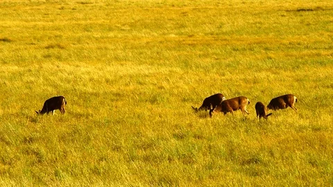 Mule Deer Doe on Doe Aggression Stock Footage 123553589