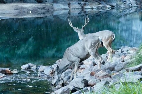 Mule deer doe drinking Stock Photos