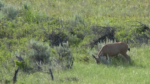 Mule deer doe eats green grass on mixed grass prairie, profile view Stock Footage 338989663