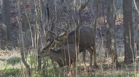 Mule Deer Doe &amp; Fawn Checked Out by Rutting Buck in Woods Part Two Stock Footage 49664387