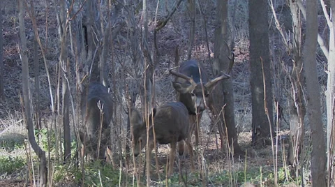 Mule Deer Doe &amp; Fawn Checked Out by Rutting Buck in Woods Stock Footage 49671636