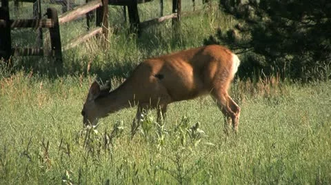 Mule Deer Doe Feeding Stock-Footage 12591001