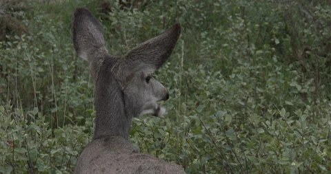 Mule Deer Doe, Feeding Stock Footage 234735987