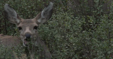 Mule Deer Doe, Feeding Stock Footage 234736276