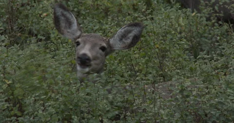Mule Deer Doe, Feeding Stock Footage 234737669