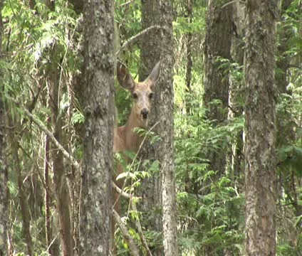 Mule deer doe Stock Footage 10764653