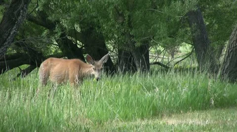 Mule Deer Doe Stock-Footage 12593556