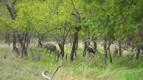 Mule Deer Doe Grazing on the Emerald Pools Trail in Zion National Park, Utah, US Video stock 331999921