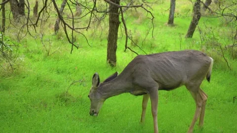 Mule Deer Doe Grazing on Lush Green Grass near Emerald Pools Trail in Zion Natio Stock Footage 332016216