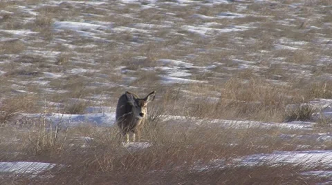 Mule Deer Doe Grazing Several Badlands National Park Winter Snow Stock Footage 43120748
