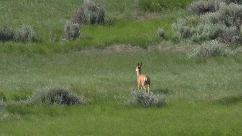 Mule deer doe lopes through tall green prairie grass waving in breeze Stock Footage 338996457