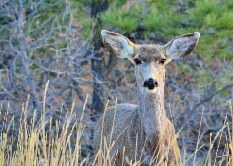 Mule deer doe Stock Photos