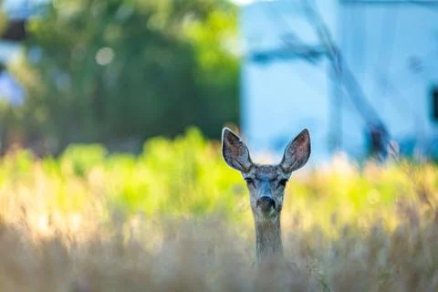 Mule Deer Doe Stock Photos