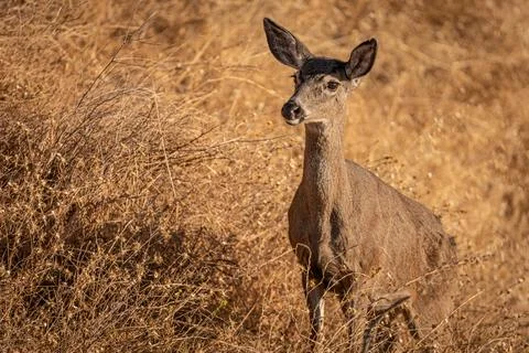 Mule deer doe Stock Photos