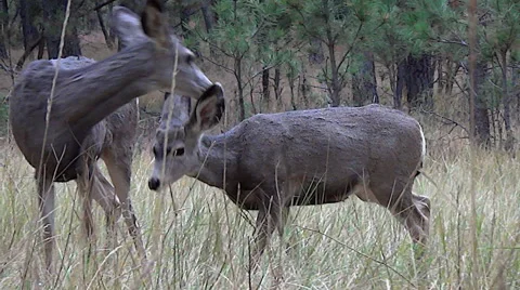 Mule Deer Doe Relents and Lets Her Buck Fawn Feed by Her Stock Footage 50038710